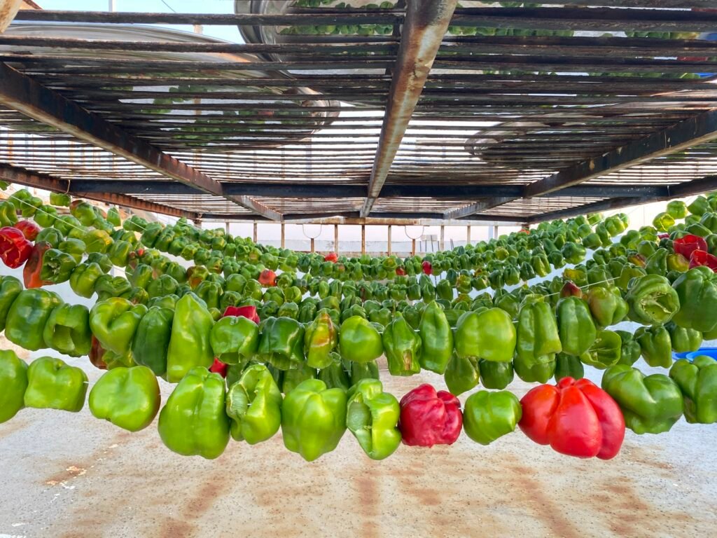 6- Peppers to be dried for the winter are strung on a thread and hung this way_Credit-Rabia Çetin
